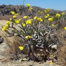 Fresh USA Seller Pachypodium Rosulatum Subsp. Cactipes Elephants Foot Plant 5 Se - £20.66 GBP