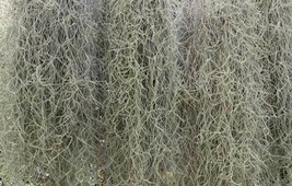 5 gallons of live Spanish moss from Florida Air Plant epiphyte arts and crafts - £23.76 GBP