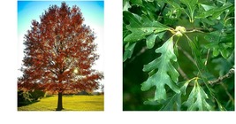 Live Potted Plants - 2 Pin Oak Trees - 12-18&quot; Tall - 4&quot; Pot - Quercus palustris - £73.17 GBP
