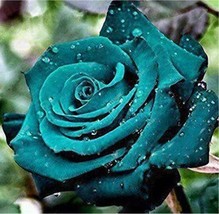100 pcs Rose Seeds - Greenish Blue Colors FRESH SEEDS - £4.78 GBP