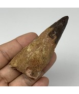51.3g,3.2&quot;X1.2&quot;x 1&quot; Rare Natural Fossils Spinosaurus Tooth from Morocco,... - £125.90 GBP
