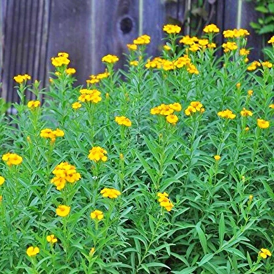 Mexican Tarragon Mexican Marigold Pericon Sweet Mace Herb Of Gods And Em... - $18.90