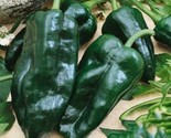 25 Organic Hot Ancho Poblano Grande Pepper Seeds Non-Gmo Heirloom Fresh ... - $8.99