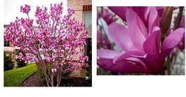 2.5&quot; pot shrub/tree Ann Magnolia Gardening Beautiful Plant - £32.25 GBP