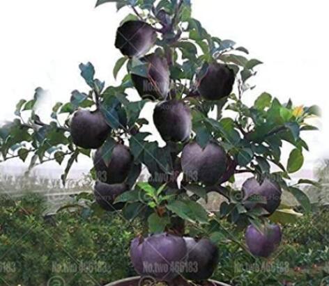 30Pcs Black Diamond Apple Tree Plant Seeds Garden USA Seller