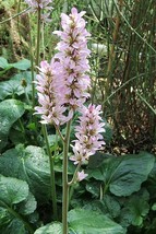 100 Bridal Wreath White &amp; Pink Francoa Appendiculata - £13.51 GBP