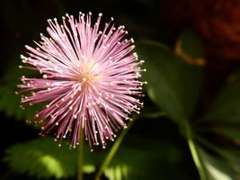 50 Medicinal herb &quot;Shy flower&quot; Mimosa Pudica sensitive plant seeds Free Shipping - £4.78 GBP