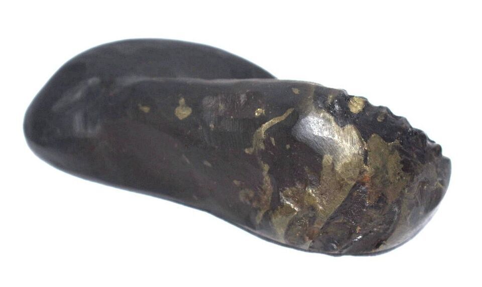Sacred Shesha Ananta Shaligram - Gandaki River Nepal Item image 4