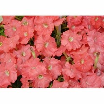 50 Petunia Seeds Carpet Salmon Flower Seeds Fresh Seeds Gardening USA - $22.50