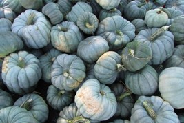 Jarrahdale Blue Pumpkin Seeds 5 Ct Cucurbita Maxima Vegetable Nongmo  - £6.52 GBP