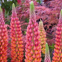 25 Terracotta Lupine Seeds Flower Perennial Flowers Hardy Seed 1033 US S... - $14.00
