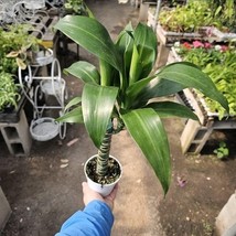 Dracaena Black Beauty | 4in pot - $17.81