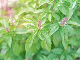 USA Seller Thai Basil Seeds Organic Basil Seeds Seeds Thai Basil At Home - £5.59 GBP