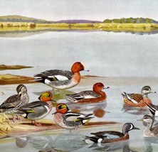 Widgeon And Teal Ducks 1955 Plate Print Birds Of America Nature Art DWEE31 - £18.77 GBP