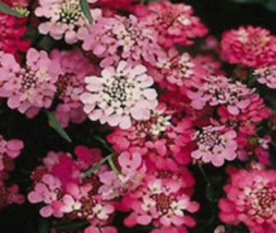 50 Pc Seeds Candytuft Red Candy Cane Flower, Iberis Umbellata Seeds for Planting - £11.04 GBP