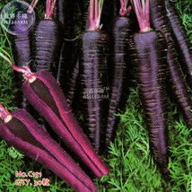 Fresh 30 Seeds Dark Purple Carrot - $6.22