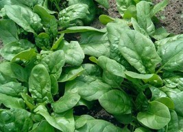 Spinach Resistoflay Securo - 100+ seeds - L 118 - £1.56 GBP