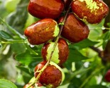 Jujube Fruit Tree Superfruit Ziziphus Jujube Fast Growing  10 Seeds - $8.99