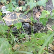 Tortoise Russian Forage Mix Organic Feed For Your Pond 25 Seeds Fresh Ga... - $13.50