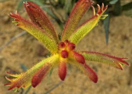 FROM US 20 Seeds Anigozanthos Humilis Catspaw GV18 - $33.10