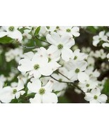 White Dogwood 4" pot (cornus-florida) Plant - $41.99