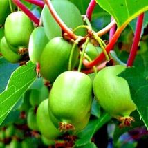 Issai Kiwi  Arctic Grape Superfruit Garden Plant Cold Hardy Fast Vine 50 seeds - £10.38 GBP