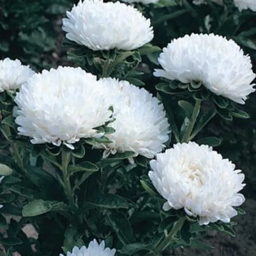 Aster Perennial Heirloom Planting Usa Non-Gmo 200 Seeds - £8.70 GBP