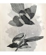 Common Magpie Victorian 1856 Bird Wood Engraving Antique Nature Ephemera... - €34,34 EUR