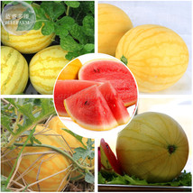 BELLFARM Yellow Skin Red Watermelon 50 Professional 14% contained juicy Seeds... - £13.73 GBP