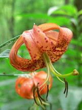 20 Orange Turks Cap Tiger Lily Lilium Superbum Flower Seeds New Fresh US... - $16.00