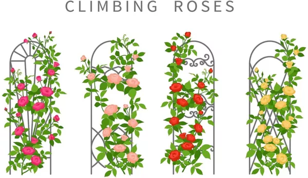 Climbing Rose Vine Seeds 30 Plus Seeds For Planting Usa Seller - £14.10 GBP