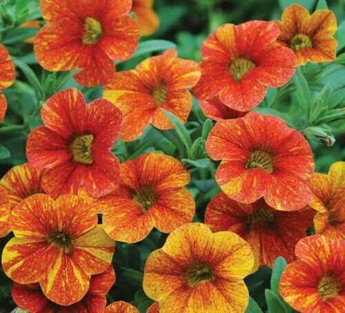 Fresh Orange Yellow Petunia Flowers Planting 200 Seeds Garden - £8.77 GBP