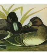 Lesser Scaup Duck Bird 1946 Color Plate Print John James Audubon Nature ... - $39.99