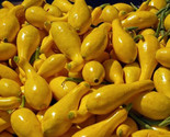 Yellow Crookneck Squash Vegetable Seeds  50 Golden Summer Heirloom Non Gmo - $8.99