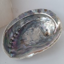 Beautiful natural Abalone sea shell 16 cm for decor/crafting. (Mother of... - £7.50 GBP