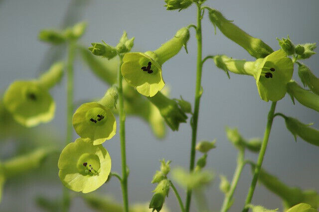 200+ NICOTIANA LIME GREEN Flower Seeds (Nicotiana Alata) - Attracts Humm... - $8.58