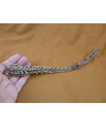 (sj447-12) 10" Thornback ray Raja clavata tail strip rays specimen educa... - €63,17 EUR (sj447-12) 10" Thornback ray Raja clavata tail strip rays specimen educa... - €63,17 EUR