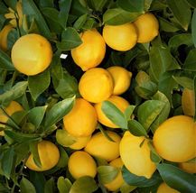 Live Plants Lemon Trees 3&quot;- 6&quot; Edible Citrus Fruit Landsc API Ng Starter Seedling - £45.55 GBP