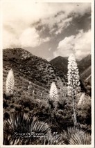 Southern California Yucca In Bloom RPPC Postcard Z24 - £5.49 GBP