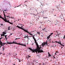SEED Japanese Pink Cherry Blossom Sakura Tree, 20 seeds - $3.99