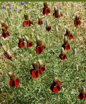 Coneflower Dwarf Red Pollinators Meadow Wildflower NON GMO Perennial 500 Seeds - £5.76 GBP
