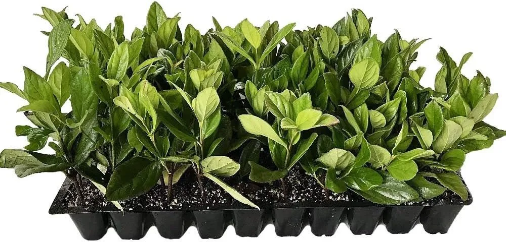Viburnum Suspensum 20 Live Plants Privacy Hedge Shrub - £82.32 GBP