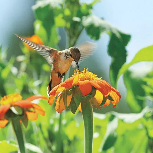 Semilir 100 Sunflower Mexican Torch Bees Non-Gmo Seeds Vegetable Suppliers - €8,66 EUR