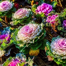 BStore 50 Seeds Ornamental Kale Seeds Colorful And Beautiful  - £6.81 GBP
