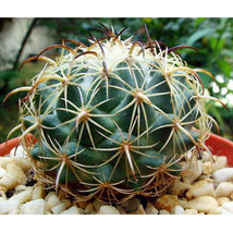 10 Seeds Coryphantha Pallida Seeds Cactus Plants Garden USA Shipping - $14.20