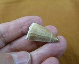 (DF233-142) 1-1/4&quot; Fossil MOSASAURUS Dinosaur tooth Mosasaur dig fossil ... - $19.62