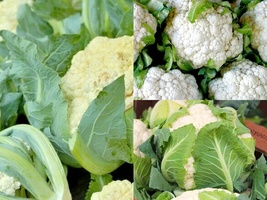 401+SNOWBALL Cauilflower Heirloom Vegetable Garden Seeds Container Easy - $13.00