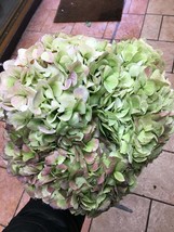 hydrangea dried 3 green pink hydrangeas,Preserved Dyed Hydrangea,wedding arrange - £48.70 GBP