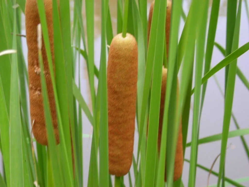 Live Plant Cold Hardy Dwarf Cattail Aquatic Marginal Pond - £31.59 GBP