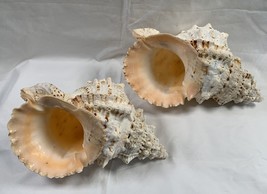 2 Frog Conch Shells Seashells Ocean Beach Decor 8-9&quot; Long - $59.35